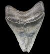 Serrated, Fossil Megalodon Tooth - Glossy Enamel #80097-2